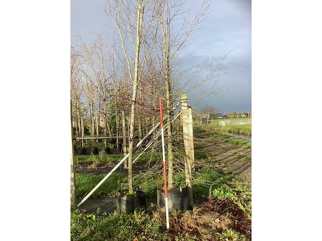 Oosterse beuk - parkboom - afbeelding 3 van  3