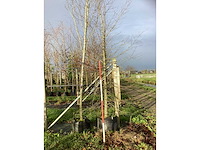 Oosterse beuk - parkboom - afbeelding 3 van  3