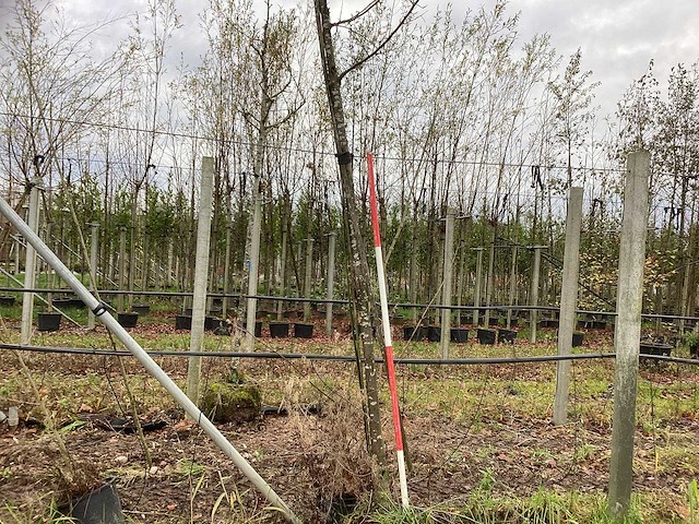 Oosterse beuk - parkboom - afbeelding 1 van  3