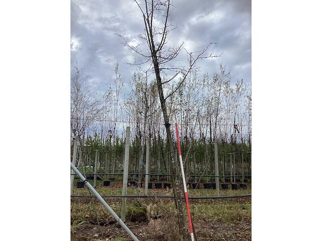 Oosterse beuk - parkboom - afbeelding 2 van  3