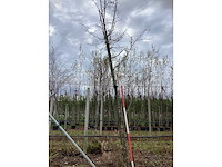 Oosterse beuk - parkboom - afbeelding 2 van  3