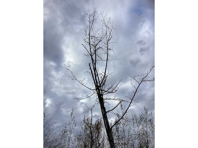 Oosterse beuk - parkboom - afbeelding 3 van  3