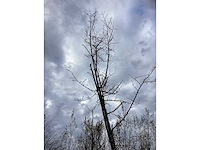 Oosterse beuk - parkboom - afbeelding 3 van  3