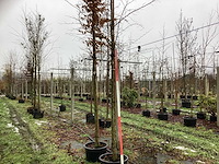 Oosterse beuk - sierboom - afbeelding 1 van  3