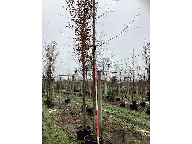 Oosterse beuk - sierboom - afbeelding 2 van  3