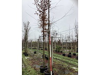 Oosterse beuk - sierboom - afbeelding 2 van  3