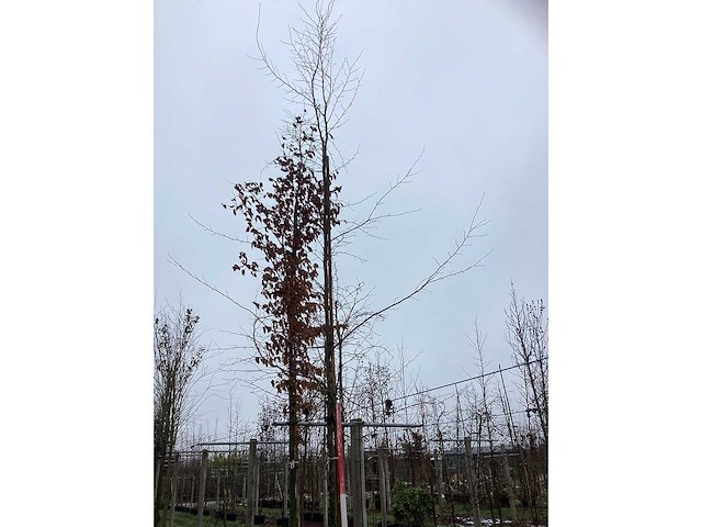 Oosterse beuk - sierboom - afbeelding 3 van  3