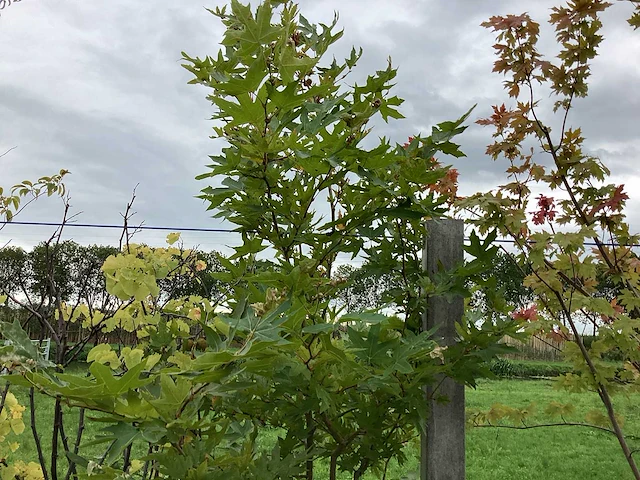 Oosterse plataan - meerstammige boom - afbeelding 1 van  2