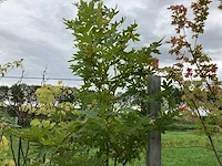 Oosterse plataan - meerstammige boom