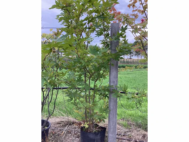 Oosterse plataan - meerstammige boom - afbeelding 2 van  2