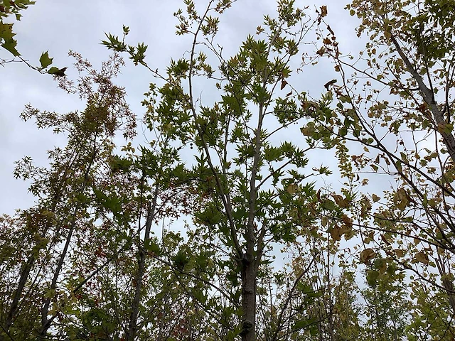Oosterse plataan - sierboom - afbeelding 1 van  3