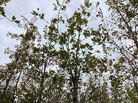 Oosterse plataan - sierboom