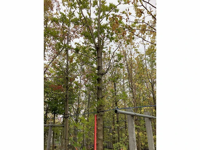 Oosterse plataan - sierboom - afbeelding 2 van  3