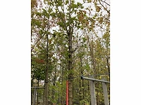 Oosterse plataan - sierboom - afbeelding 2 van  3