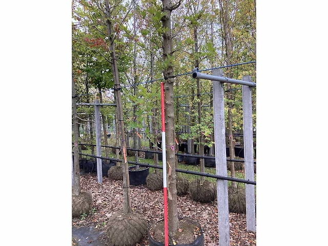 Oosterse plataan - sierboom - afbeelding 3 van  3