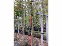 Oosterse plataan - sierboom - afbeelding 3 van  3