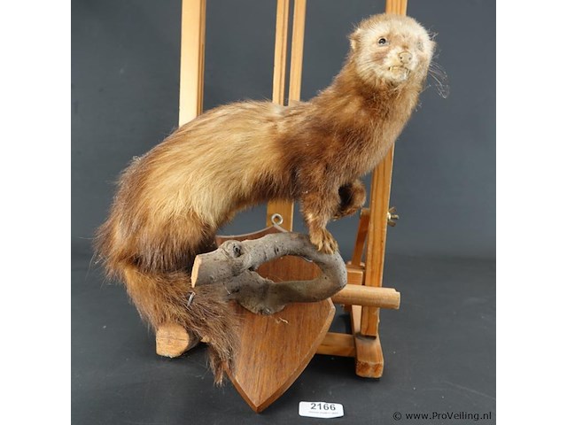 Opgezette europese nerts of bunzing - afbeelding 1 van  5