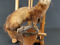 Opgezette europese nerts of bunzing - afbeelding 1 van  5