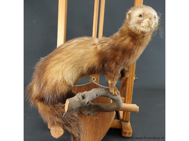 Opgezette europese nerts of bunzing - afbeelding 2 van  5