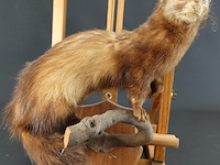 Opgezette europese nerts of bunzing - afbeelding 2 van  5