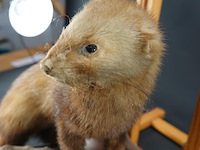 Opgezette europese nerts of bunzing - afbeelding 3 van  5