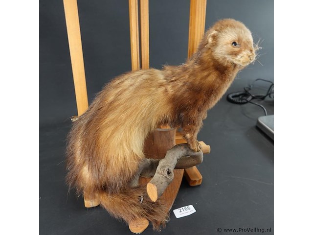 Opgezette europese nerts of bunzing - afbeelding 4 van  5