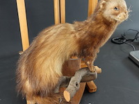 Opgezette europese nerts of bunzing - afbeelding 4 van  5