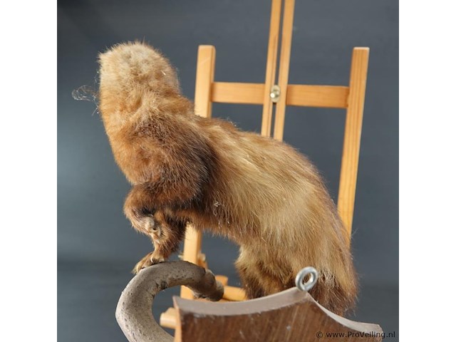 Opgezette europese nerts of bunzing - afbeelding 5 van  5