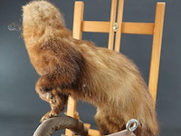 Opgezette europese nerts of bunzing - afbeelding 5 van  5