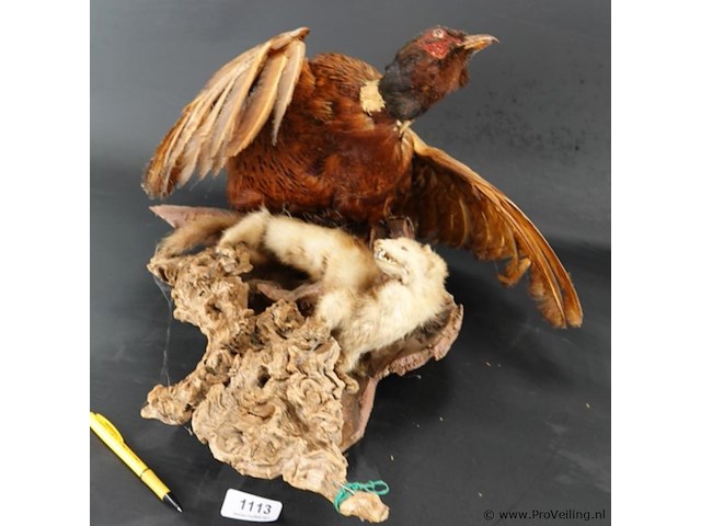 Opgezette fazant en fret - afbeelding 2 van  5