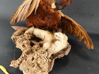 Opgezette fazant en fret - afbeelding 2 van  5