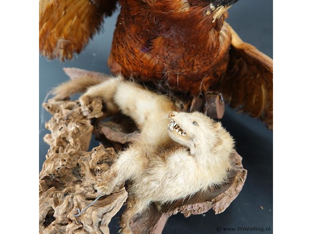 Opgezette fazant en fret - afbeelding 3 van  5