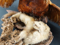 Opgezette fazant en fret - afbeelding 3 van  5