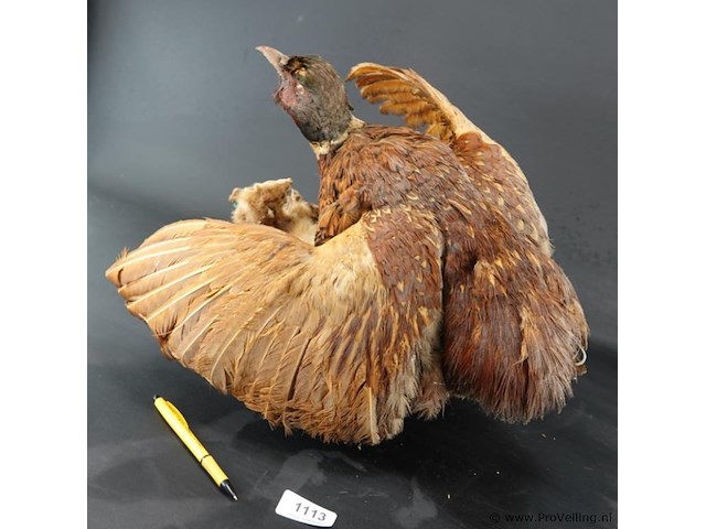 Opgezette fazant en fret - afbeelding 4 van  5