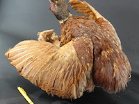 Opgezette fazant en fret - afbeelding 4 van  5