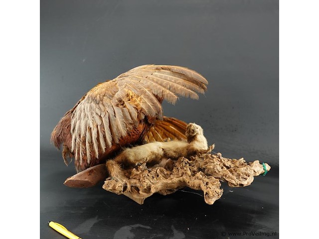 Opgezette fazant en fret - afbeelding 5 van  5