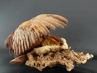 Opgezette fazant en fret - afbeelding 5 van  5