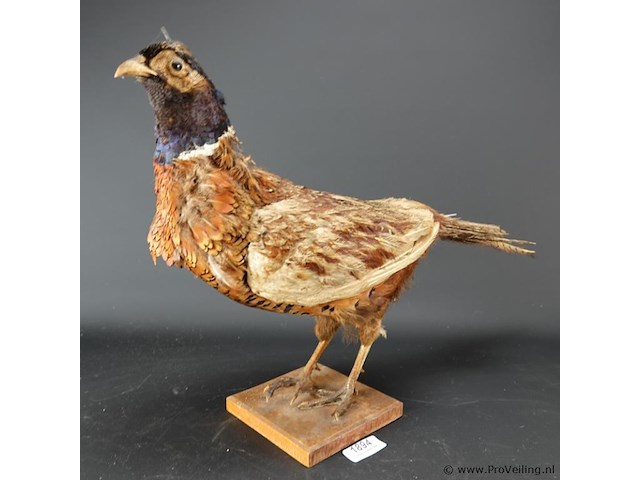 Opgezette fazant - afbeelding 1 van  5