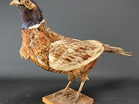 Opgezette fazant - afbeelding 1 van  5