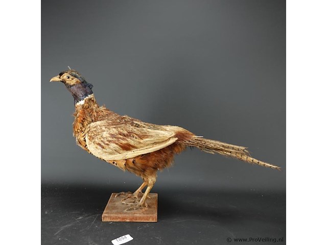 Opgezette fazant - afbeelding 2 van  5