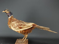 Opgezette fazant - afbeelding 2 van  5