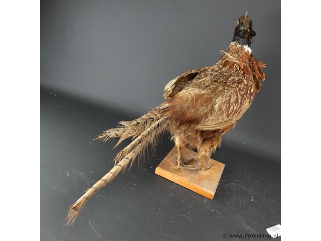 Opgezette fazant - afbeelding 3 van  5