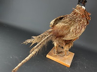 Opgezette fazant - afbeelding 3 van  5