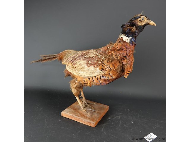 Opgezette fazant - afbeelding 4 van  5