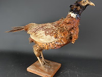 Opgezette fazant - afbeelding 4 van  5