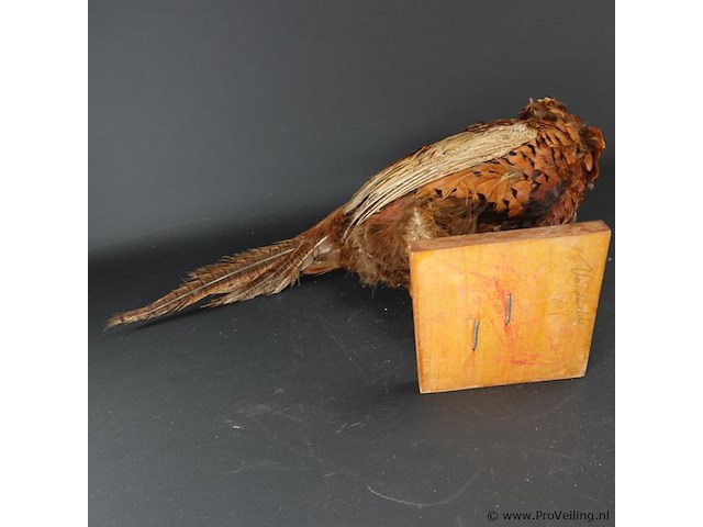 Opgezette fazant - afbeelding 5 van  5