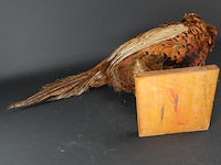 Opgezette fazant - afbeelding 5 van  5
