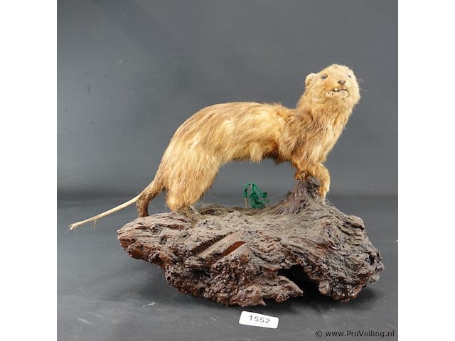 Opgezette mustela nudipes - afbeelding 1 van  5