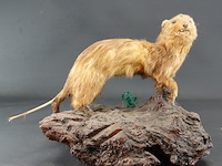 Opgezette mustela nudipes