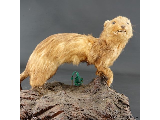 Opgezette mustela nudipes - afbeelding 2 van  5